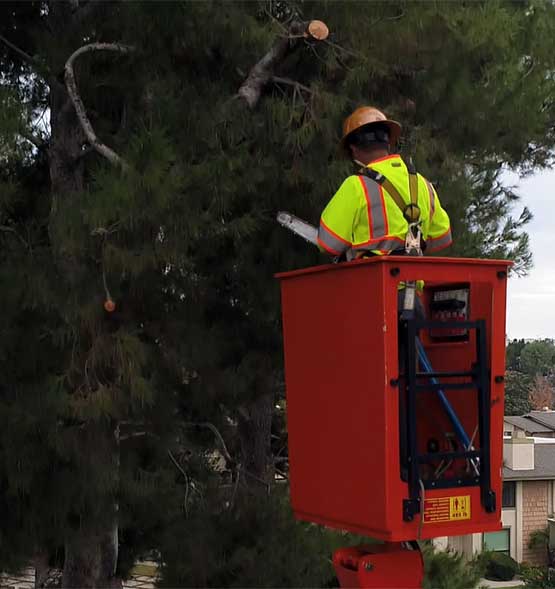 San Diego Tree Service Pros