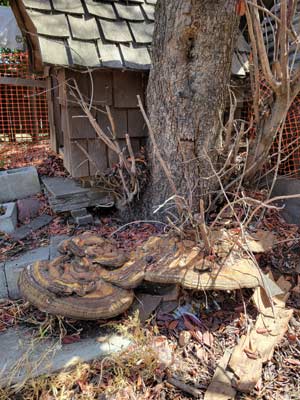 Tree Disease in San Diego