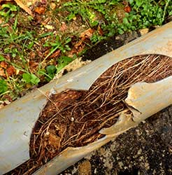 Roots Inside a Sewer Line at a San Diego Home
