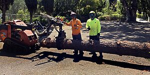 Dedicated San Diego Tree Service