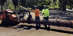 Dedicated San Diego Tree Service