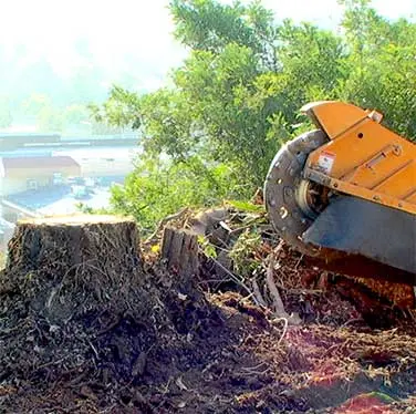 Fletcher Hills Tree Service After Fletcher Hills Tree Service