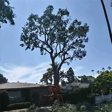 Point Loma After Point Loma Tree Service