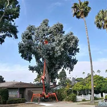 Point Loma Tree Service