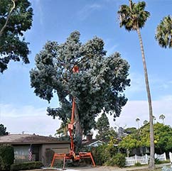 Point Loma Tree Service