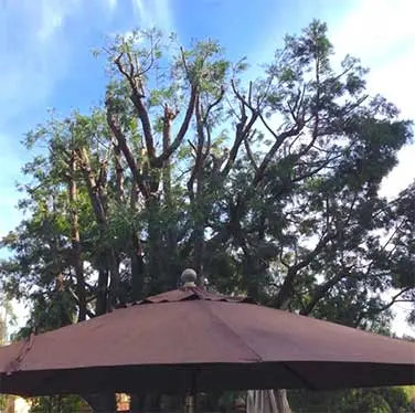 San Diego After San Diego Tree Service