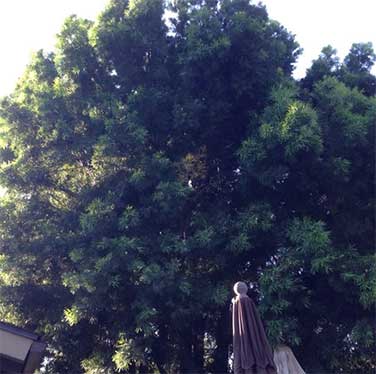 Tree Service San Diego