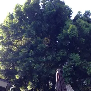 Tree Service San Diego