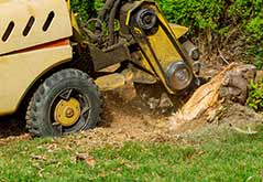 San Diego Stump Grinding