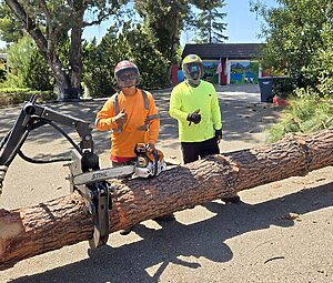 San Diego Tree Specialists