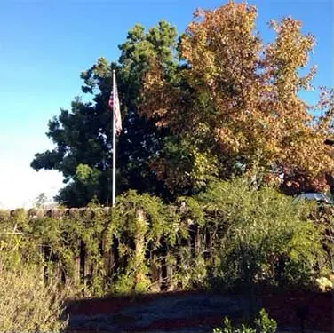 Tree Service Santee
