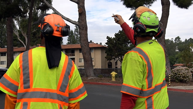 San Diego Tree Removal Experts