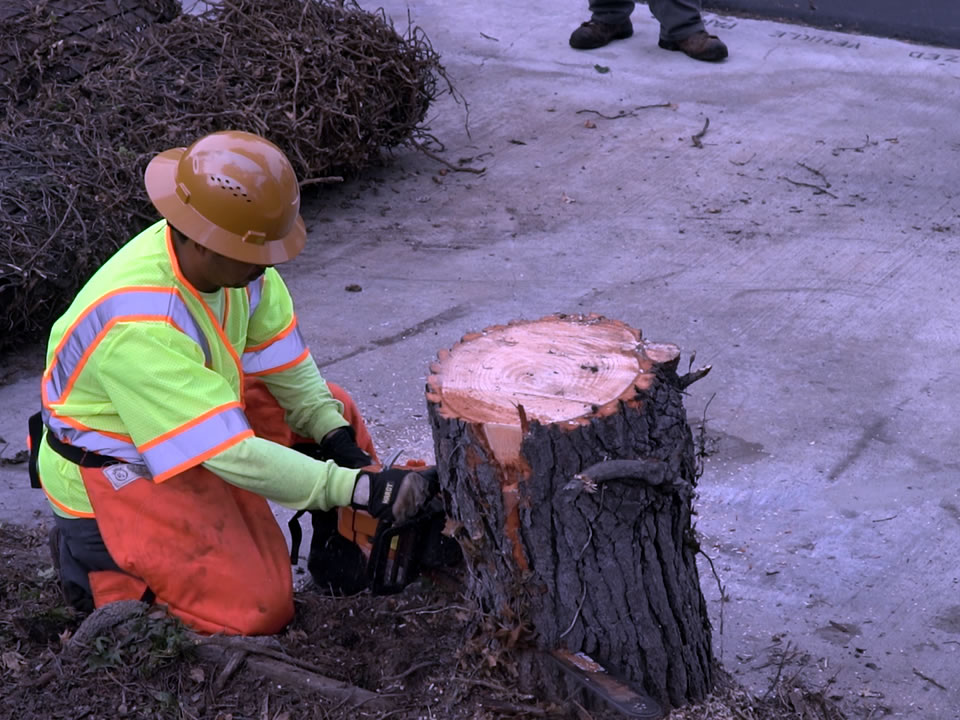 Tree Removal La Mesa CA