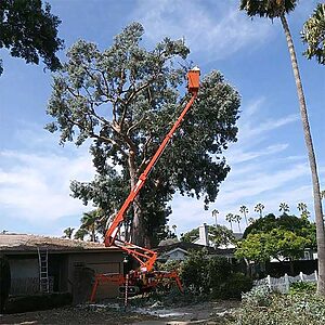 Tree Trimming La Mesa CA