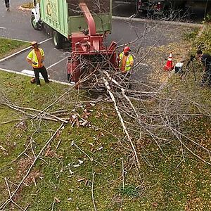 Arbor Task Tree Service Workers in San Diego